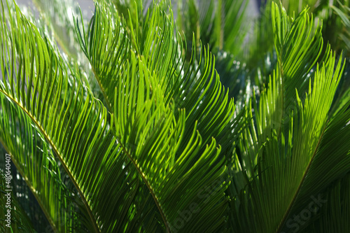 Green Palm leaf pattern texture abstract background. Beautiful landscape. Soft focus. Beautiful Palm trees of Turkey. Background. Beautiful nature of Turkey. Beautiful leaves of tree in sunlight