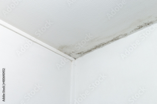 Fotografía gray mold on the ceiling and walls, dampness in the house