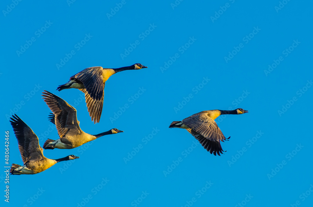 Obraz premium Four Canada geese, Branta canadensis, are lit by the setting sun as they fly thru a clear blue sky over a wetland near Culver, Indiana