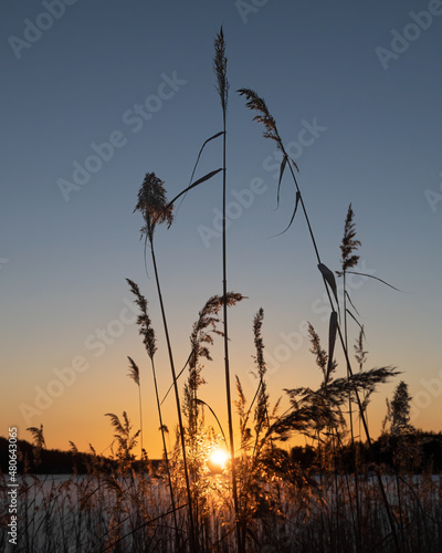 Backlit clump of reeds at an icy lake during sunset with a blue sky