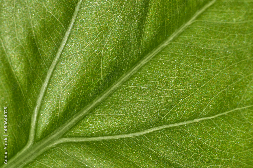 super macro of a green leaf of a plant showing the leaf veins super macro of a green leaf of a plant showing the leaf veins