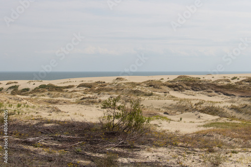 Landscape scenery. Epha Height at Curonian Spit  Kaliningrad Oblast  Russia.