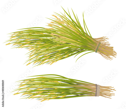 稲束のベクターイラスト