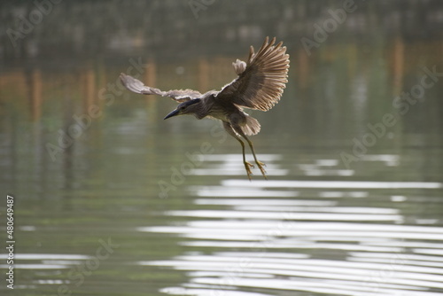 Close-up of a heron flying over the water