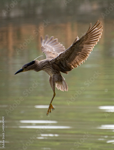 Heron birds flying to feed on the river © youm