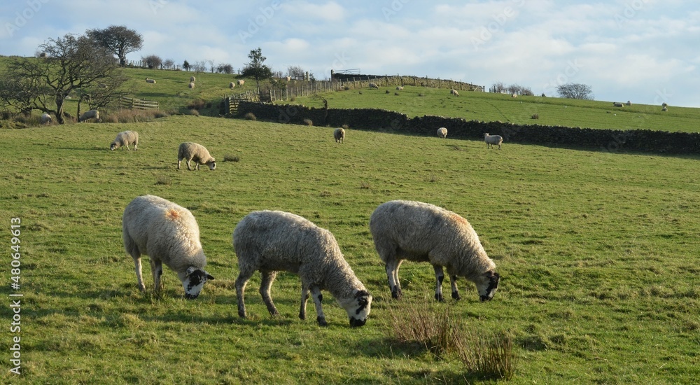 Synchronised sheep in the meadow Synchronised sheep in the meadow