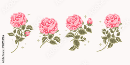 Collection of vintage romantic pink rose and peony flower for greeting cards, wedding invitation, decoration, craft, journal, feminine logo, beauty label, branding elements
