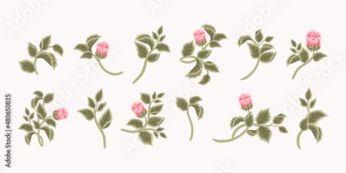Collection of vintage romantic pink rose flower bud and green leaf branch for greeting cards, wedding invitation, decoration, craft, journal, feminine logo, beauty label, branding elements