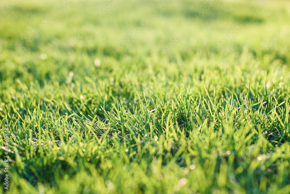 Fototapeta premium Green grass on bumpy lawn, uneven lawn leveling