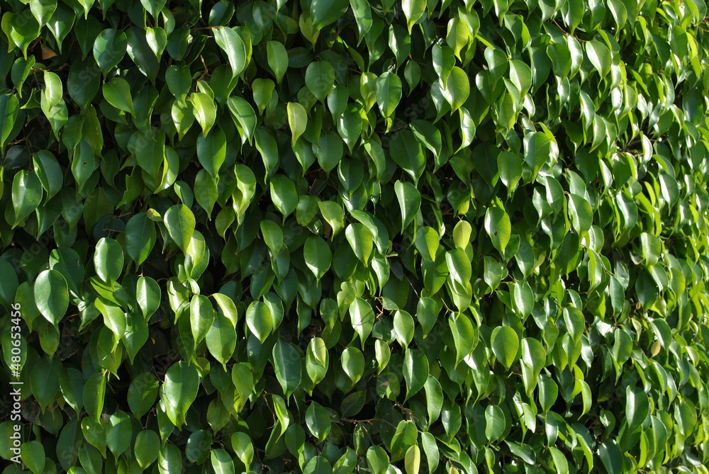 Fototapeta premium green leaves background