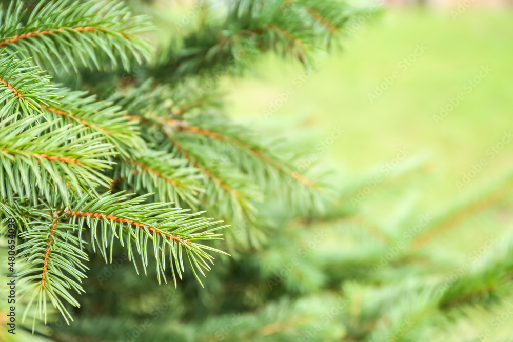 Beautiful fir tree branches in park Beautiful fir tree branches in park
