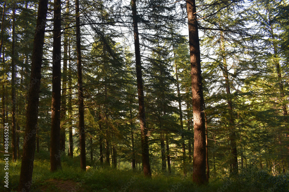 Obraz premium Pine trees green forest in evening himachal pradesh, India