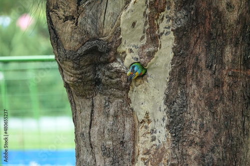 Taiwan Barbet, a species of bird endemic to Taiwan. The Chinese name for the bird means "five-colored bird", referring to the five colors on its plumage.