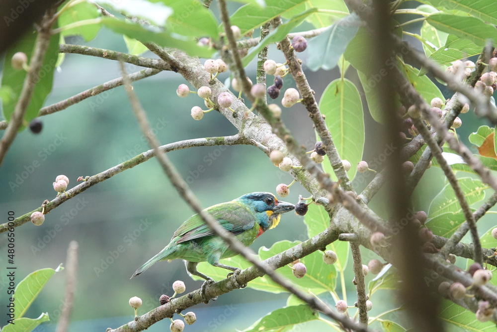 Fototapeta premium Taiwan Barbet, a species of bird endemic to Taiwan. The Chinese name for the bird means 