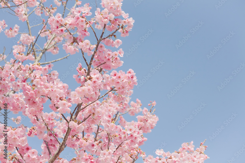 ハイキー調に写した河津桜	