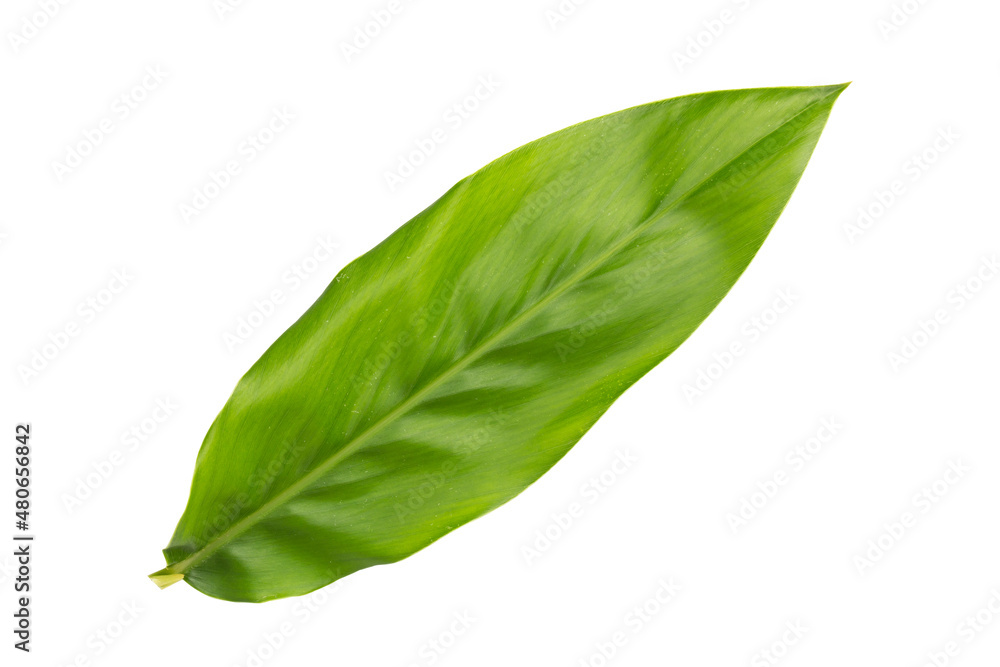 Obraz premium Fresh Kaempferia leaves or finger root leaves on white background with clipping path,
