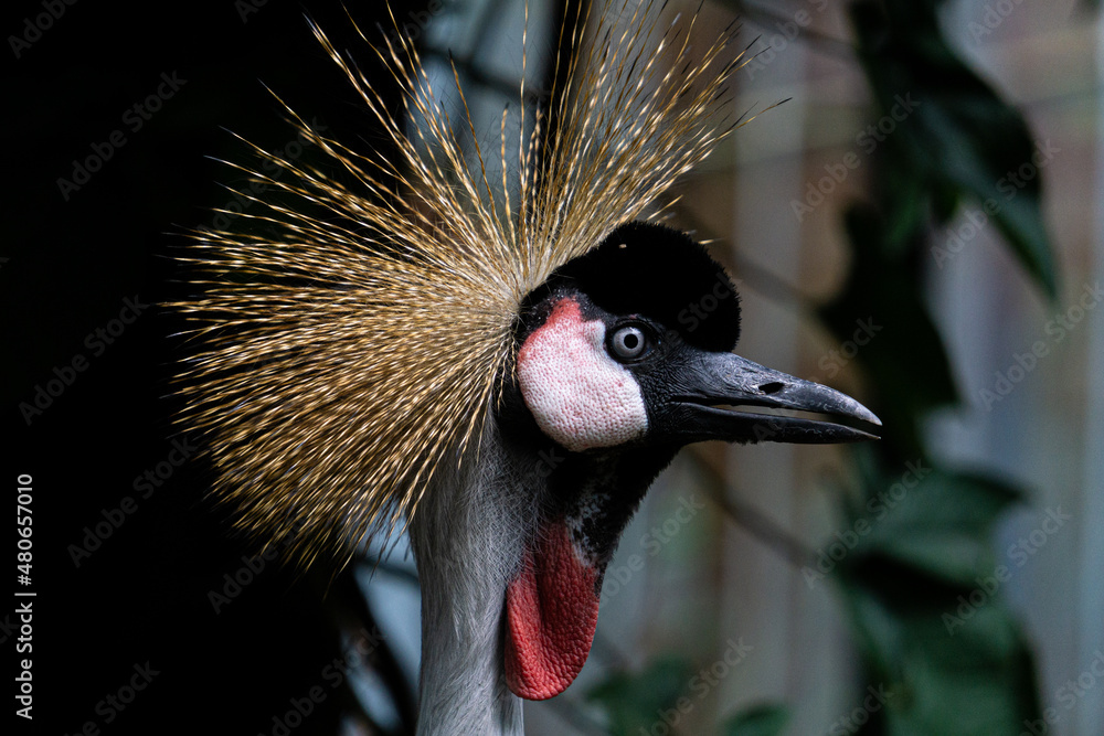 Fototapeta premium A Grey crowned crane