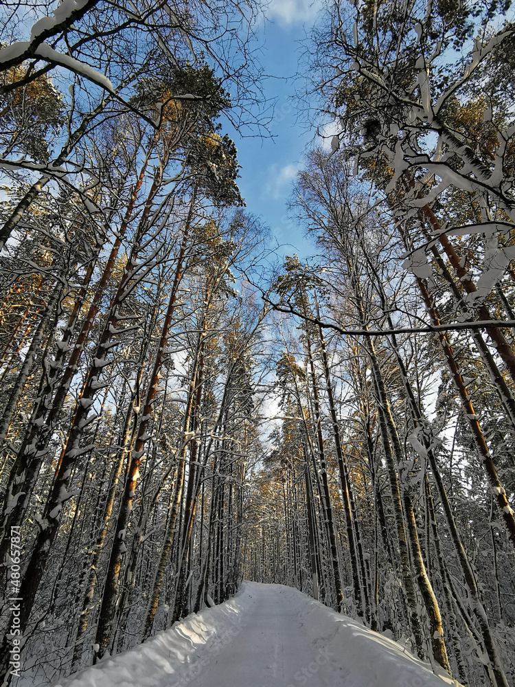 Fototapeta premium A forest road among tall snow-covered ship pines in the village on a clear, frosty winter day