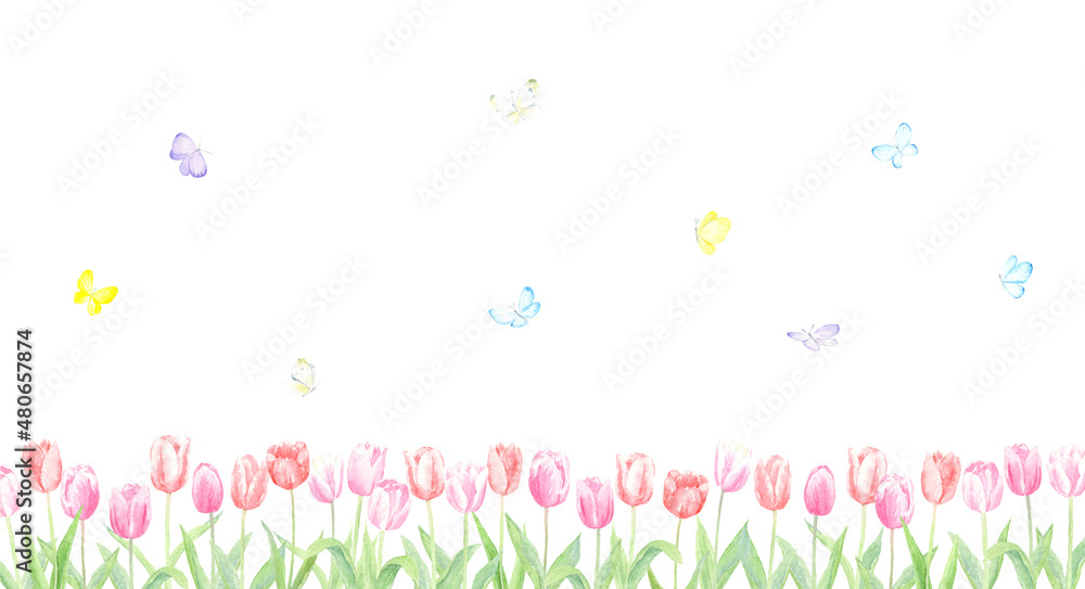 水彩で描いたチューリップとカラフルなチョウチョ　春の背景イラスト