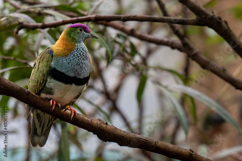 Photography Superb fruit dove