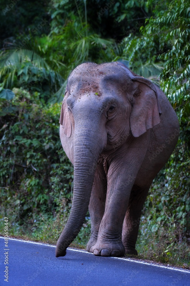 Fototapeta premium Its body is gray, its snout is called the trunk. The trunk of the Asian elephant has only one beak. Nakhon Ratchasima, Thailand.