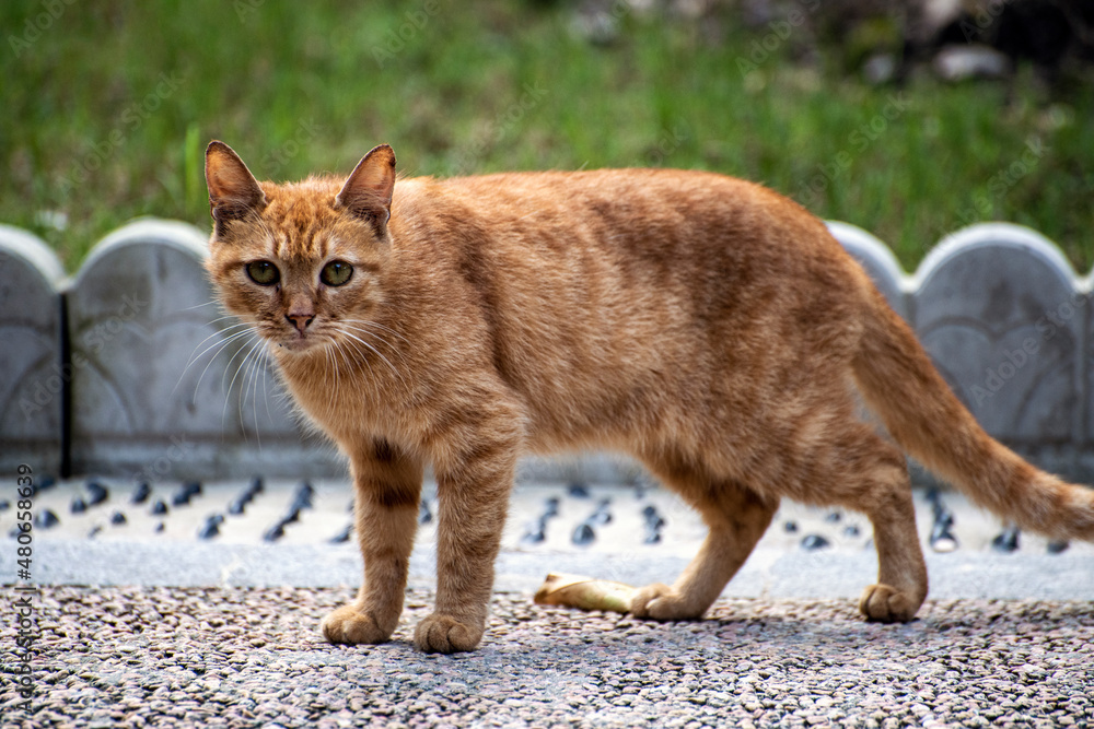 Fototapeta premium Brown cat in street Park