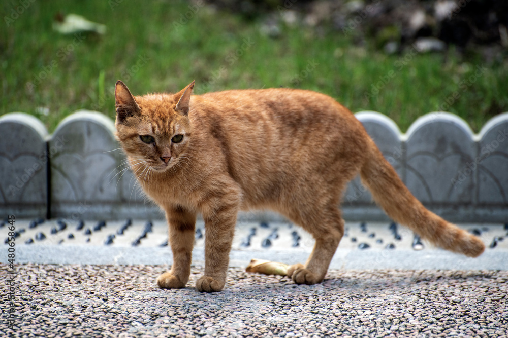 Fototapeta premium Brown cat in street Park