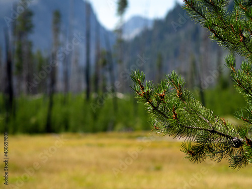 Summer Meadow Landscape with a Pine Tree