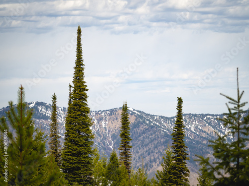 Mountain Landscape Through the Pine Tops