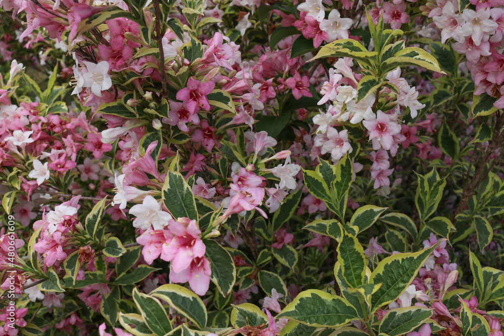 pink and white Weigela flowers with variegated green leaves pink and white Weigela flowers with variegated green leaves