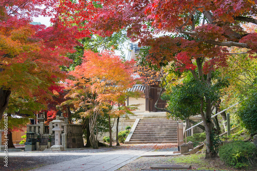 Kyoto, Japan -  Autumn leaf color at Komyoji Temple in Nagaokakyo, Kyoto, Japan. The Temple originally built in 1198. © beibaoke