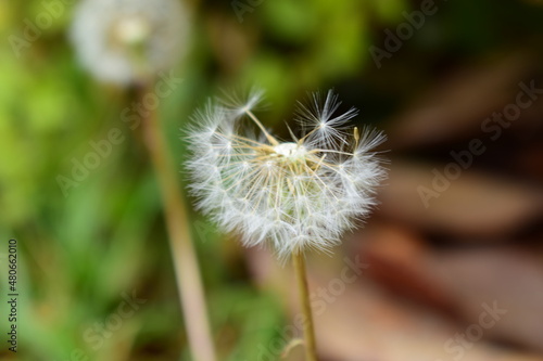 dandelion in the wind