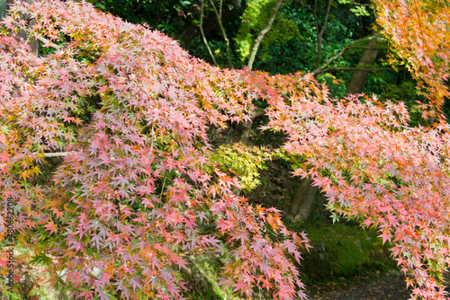 Kyoto, Japan -  Autumn leaf color at Komyoji Temple in Nagaokakyo, Kyoto, Japan. The Temple originally built in 1198. photo