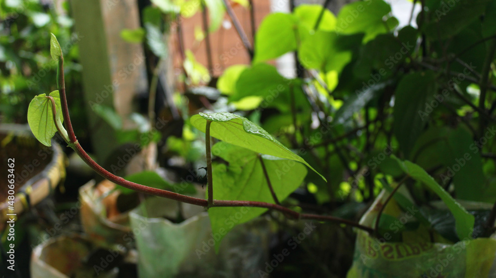 Fototapeta premium Betel leaves that thrive in the yard