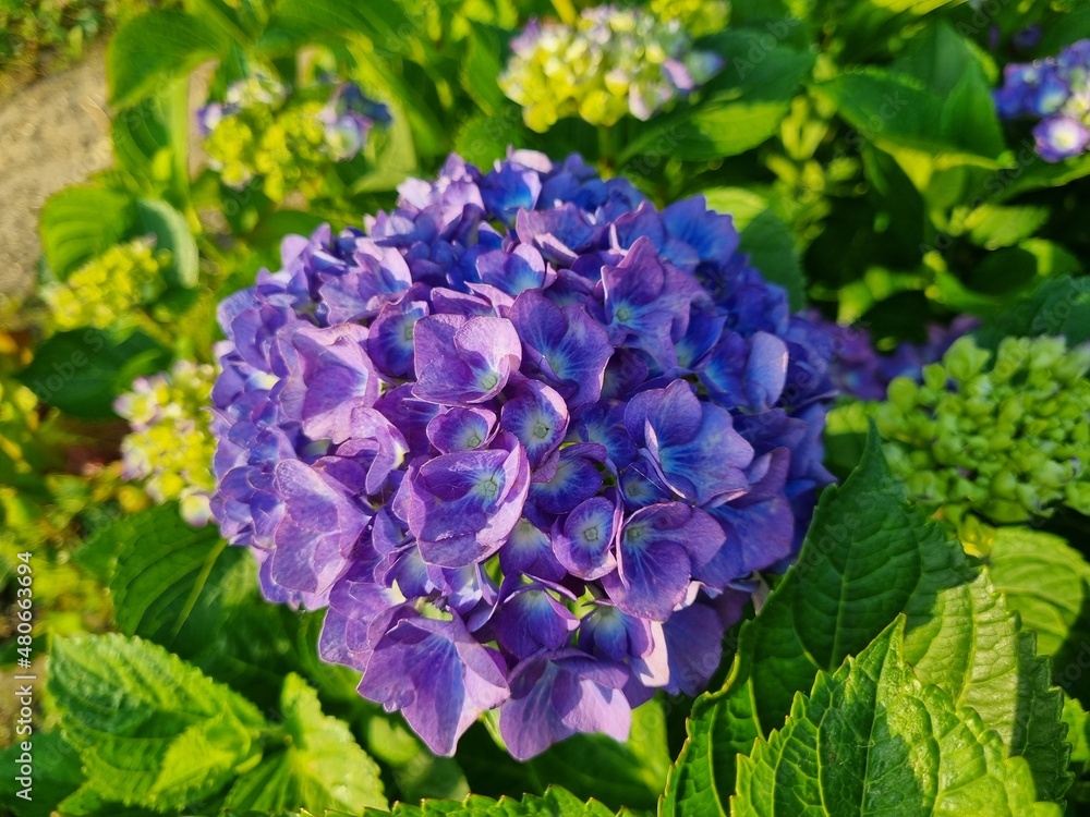 blue hydrangea flowers blue hydrangea flowers