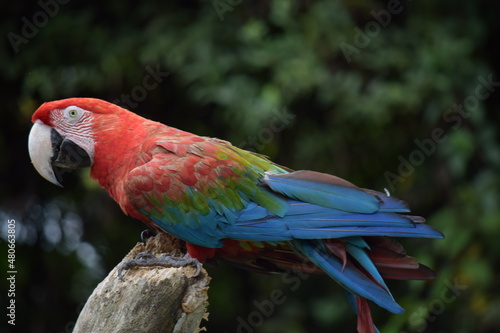 red and green macaw © Jeronimo