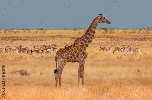 Giraffe walking in yellow grass - Group of zebras on the yellow meadow at Etosha national park - Namibia 