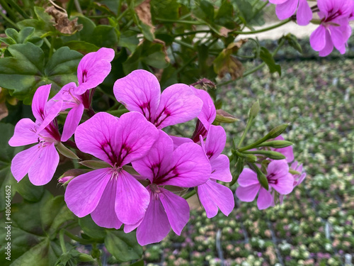 flowers in the garden