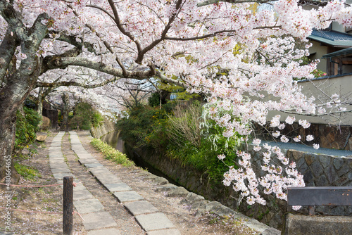 Kyoto, Japan - Philosopher's Walk (Tetsugaku-no-michi) in Kyoto, Japan. It is a pedestrian path that follows a cherry-tree-lined canal in Kyoto, between Ginkaku-ji and Nanzen-ji.