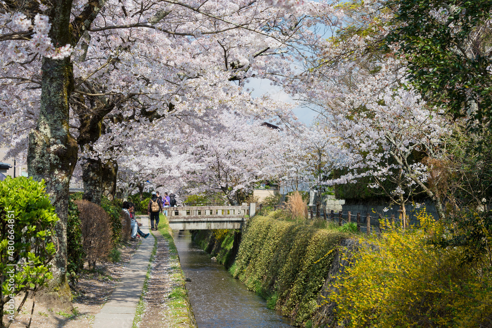 Kyoto, Japan - Apr 04 2020 - Philosopher's Walk (Tetsugaku-no-michi) in Kyoto, Japan. It is a pedestrian path that follows a cherry-tree-lined canal in Kyoto, between Ginkaku-ji and Nanzen-ji. Kyoto, Japan - Apr 04 2020 - Philosopher's Walk (Tetsugaku-no-michi) in Kyoto, Japan. It is a pedestrian path that follows a cherry-tree-lined canal in Kyoto, between Ginkaku-ji and Nanzen-ji.