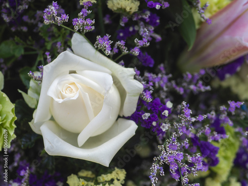 Beautiful white roses flower close-up