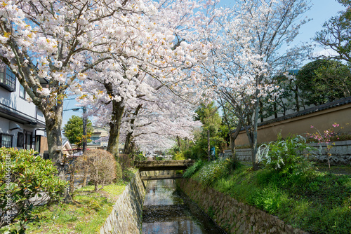 Kyoto, Japan - Apr 04 2020 - Philosopher's Walk (Tetsugaku-no-michi) in Kyoto, Japan. It is a pedestrian path that follows a cherry-tree-lined canal in Kyoto, between Ginkaku-ji and Nanzen-ji. © beibaoke
