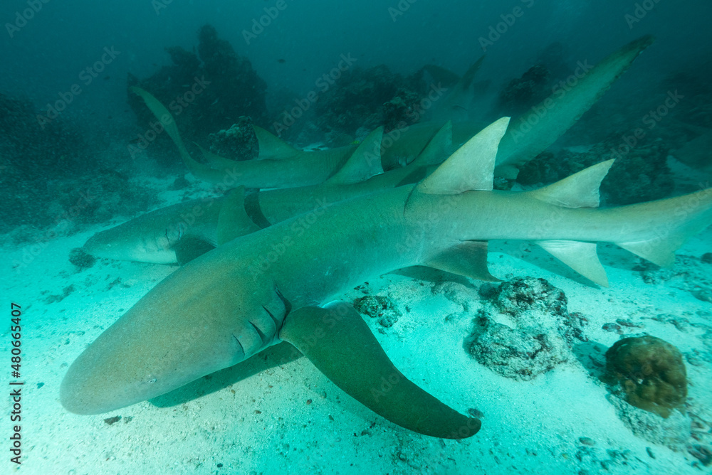 Fototapeta premium squali nutrice, Ginglymostoma cirratum, su sabbia