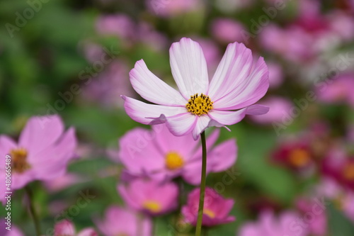 Close-up view of pink cosmos flower in the garden in summer. High quality photo  natural blurred background.