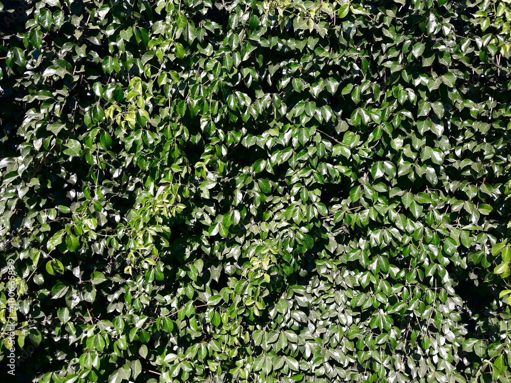 Green leaves bush background, Wall from decorated tree in nature Green leaves bush background, Wall from decorated tree in nature