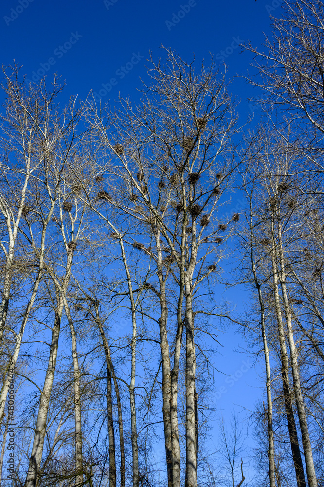 Beautiful winter blue sky day, leafless trees full of great blue heron nests
Beautiful winter blue sky day, leafless trees full of great blue heron nests