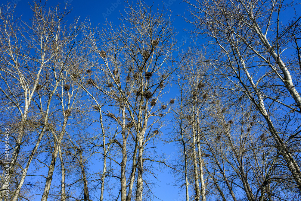 Beautiful winter blue sky day, leafless trees full of great blue heron nests
Beautiful winter blue sky day, leafless trees full of great blue heron nests