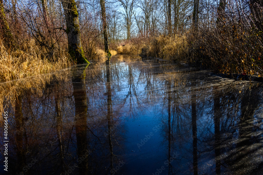Flooded walking trail in woodland park on a sunny winter day, dirty water
