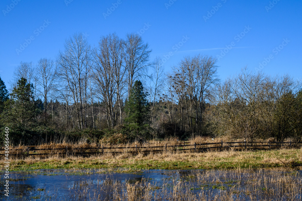 Winter landscape on a sunny day, flooded field, wood fence, and woodland in background
