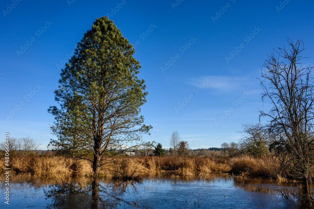 After the heavy rains, flooding in a park, tree reflecting on frozen flood water on a sunny winter day
